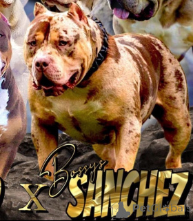 Photo №4. Je vais vendre american bully en ville de Sremska Mitrovica. éleveur - prix - négocié