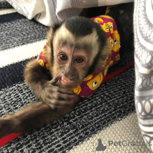 Photo №4. Je vais vendre  en ville de Coventry.  - prix - négocié