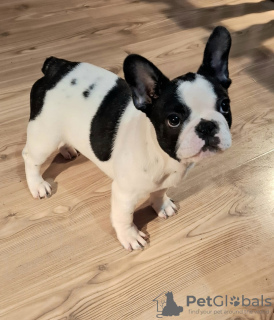 Photo №2 de l'annonce № 130932 de la vente bouledogue - acheter à Serbie éleveur