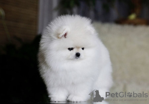 Photo №4. Je vais vendre spitz nain en ville de Berlin. annonce privée - prix - 360€