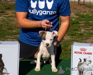 Photo №2 de l'annonce № 156048 de la vente american staffordshire terrier - acheter à Serbie éleveur