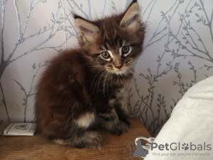 Photo №3. Chatons Maine Coon avec pedigree pour adoption. Pays Bas