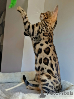 Photo №3. Il est impossible de résister au charme élégant, affectueux et férocement beau. Suède