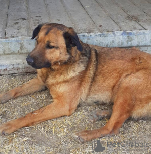 Photo №4. Je vais vendre chien bâtard en ville de Volgograd. annonce privée - prix - Gratuit