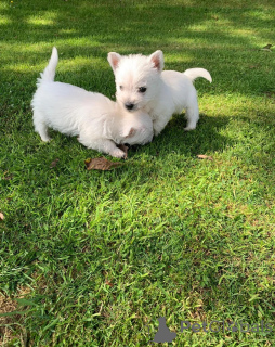 Photo №3. Chiots de race pure Yorkie disponibles. USA
