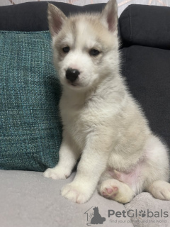 Photo №2 de l'annonce № 133739 de la vente husky de sibérie - acheter à USA annonce privée