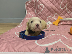 Photo №2 de l'annonce № 127727 de la vente american bully - acheter à Serbie annonce privée, de la fourrière, éleveur