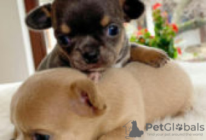 Photo №1. chihuahua - à vendre en ville de Berlin | Gratuit | Annonce №126919