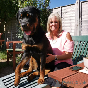 Photo №2 de l'annonce № 163411 de la vente  - acheter à Ukraine 