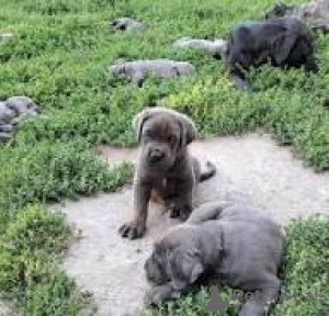 Photo №1. cane corso - à vendre en ville de Manchester | 1000€ | Annonce №165724