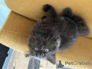 Photo №1. british longhair - à vendre en ville de Luxembourg | Gratuit | Annonce № 155088