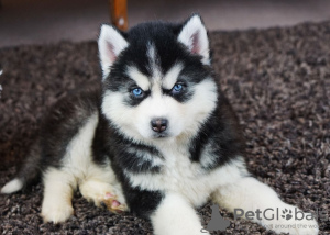 Photos supplémentaires: Chiots Husky de Sibérie prêts