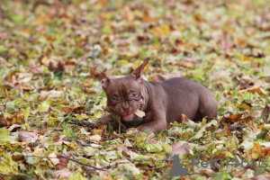 Photo №2 de l'annonce № 79411 de la vente american bully - acheter à La finlande éleveur