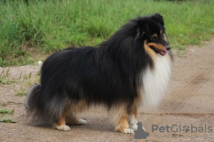 Photos supplémentaires: Chiots Sheltie à vendre