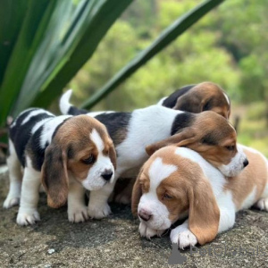 Photo №1. beagle - à vendre en ville de Paris | négocié | Annonce №137524