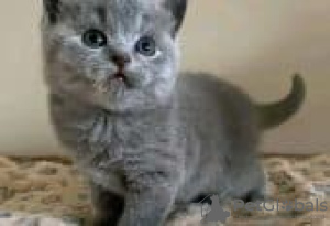 Photo №1. british shorthair - à vendre en ville de Berlin | Gratuit | Annonce № 126792