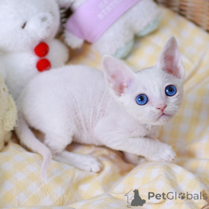 Photo №2 de l'annonce № 152254 de la vente devon rex - acheter à USA éleveur
