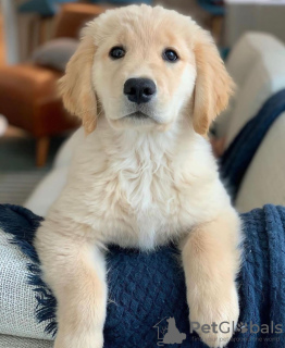 Photo №2 de l'annonce № 99799 de la vente boerboel, chihuahua, bouledogue, golden retriever, bichon maltais, carlin, rottweiler - acheter à La Grande-Bretagne 