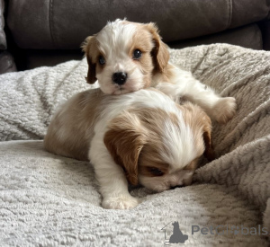 Photo №2 de l'annonce № 143851 de la vente cavalier king charles spaniel - acheter à USA annonce privée