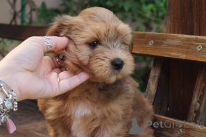 Photo №4. Je vais vendre bichon havanais en ville de Faun. annonce privée, éleveur - prix - 750€