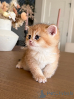 Photo №4. Je vais vendre british shorthair en ville de Carro. annonce privée - prix - négocié