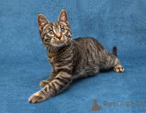 Photo №3. Bébé Tigre, affectueux et doux, cherche un foyer et un cœur aimant. Fédération de Russie