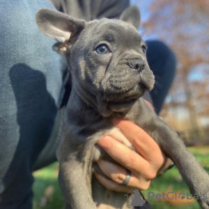 Photo №2 de l'annonce № 117292 de la vente bouledogue - acheter à Fédération de Russie annonce privée