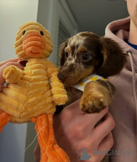 Photo №1. teckel - à vendre en ville de Berlin | 550€ | Annonce №167794