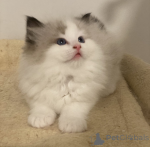 Photo №4. Je vais vendre ragdoll en ville de Whanganui. éleveur - prix - 300€