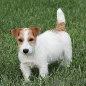 Photo №2 de l'annonce № 169388 de la vente jack russell terrier - acheter à La finlande annonce privée, éleveur