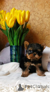 Photo №2 de l'annonce № 136911 de la vente yorkshire terrier - acheter à Fédération de Russie annonce privée