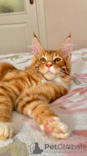 Photos supplémentaires: Magnifique chaton Maine Coon