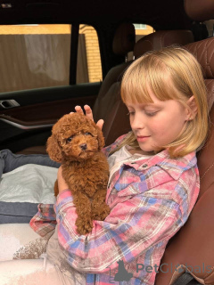 Photo №2 de l'annonce № 154263 de la vente caniche royale - acheter à USA éleveur