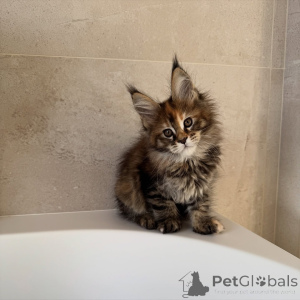 Photo №4. Je vais vendre maine coon en ville de Prague. éleveur - prix - négocié