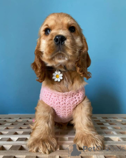 Photo №1. springer anglais - à vendre en ville de Salzbourg | négocié | Annonce №164302