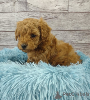 Photo №1. chien bâtard - à vendre en ville de Aroza | négocié | Annonce №168271