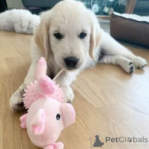 Photo №1. golden retriever - à vendre en ville de Birkirkara | 484€ | Annonce №168826