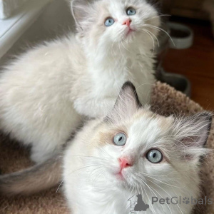 Photo №3. Chaton Ragdoll disponible à l'adoption en MP si intéressé. Espagne