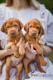 Photo №3. Chiots du Hongrois Vizsla. Biélorussie