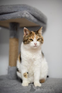 Photo №3. La beauté inhabituelle Letty est entre de bonnes mains.. Fédération de Russie