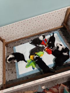 Photo №2 de l'annonce № 146022 de la vente bearded collie - acheter à France éleveur