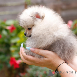 Photo №1. golden retriever - à vendre en ville de Alberville | 436€ | Annonce №168021