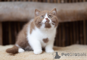 Photo №1. british shorthair - à vendre en ville de Aiola | 650€ | Annonce № 169616