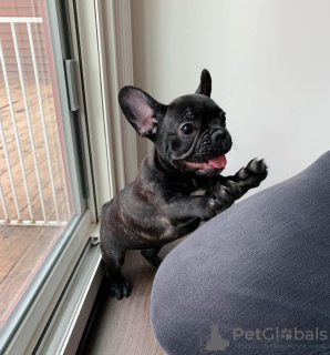 Photos supplémentaires: Vente de chiots bouledogue français.