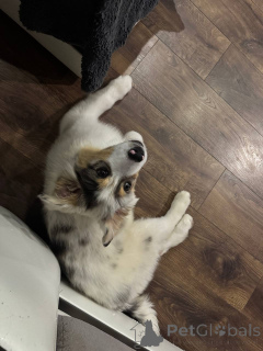 Photo №4. Je vais vendre berger australien en ville de Minsk. annonce privée, de la fourrière, éleveur - prix - 1063€