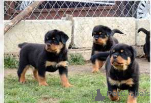 Photo №1. rottweiler - à vendre en ville de Stockholm | négocié | Annonce №175070