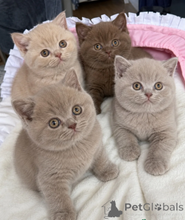 Photo №1. british shorthair - à vendre en ville de Crered | 350€ | Annonce № 172301