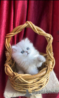 Photo №1. chat des forêts norvégiennes - à vendre en ville de Rudolstadt | 350€ | Annonce № 149732