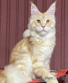 Photo №2 de l'annonce № 161670 de la vente maine coon - acheter à USA éleveur