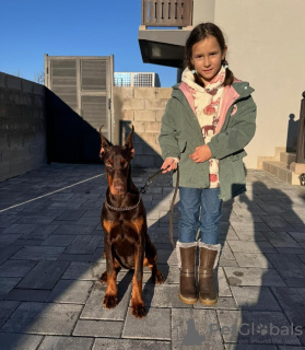 Photo №3. Doberman. Serbie